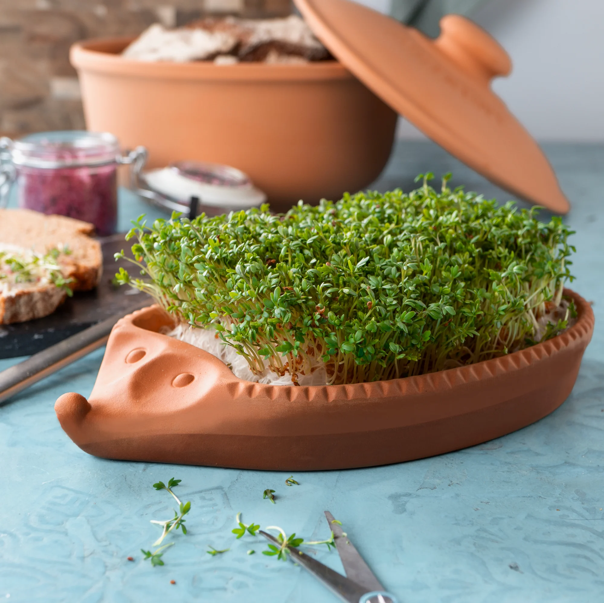 Kresse-Igel aus Ton mit frischer Kresse auf Küchenarbeitsplatte Ein Igel-förmiger Tonbehälter von Römertopf mit dicht wachsender grüner Kresse auf dem Rücken, stehend auf einer hellen Unterlage vor neutralem Hintergrund.