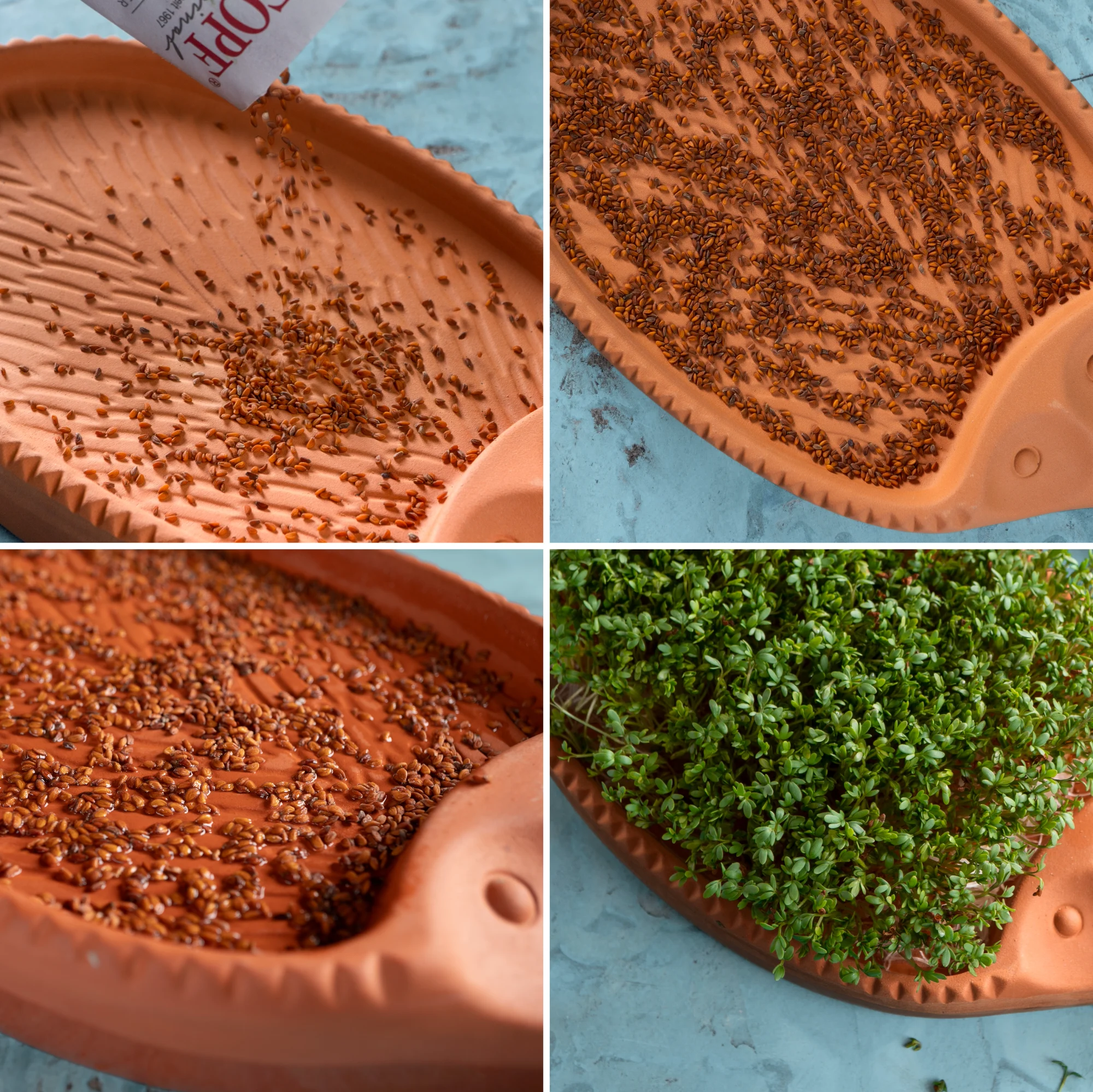 Kresse-Igel aus Ton mit frisch sprießender Kresse auf Holztisch Kresse-Igel aus rotem Ton mit eingeweichter Oberfläche, aus deren Rücken frische grüne Kresse sprießt; steht auf einem weißen Untergrund vor hellem Hintergrund.