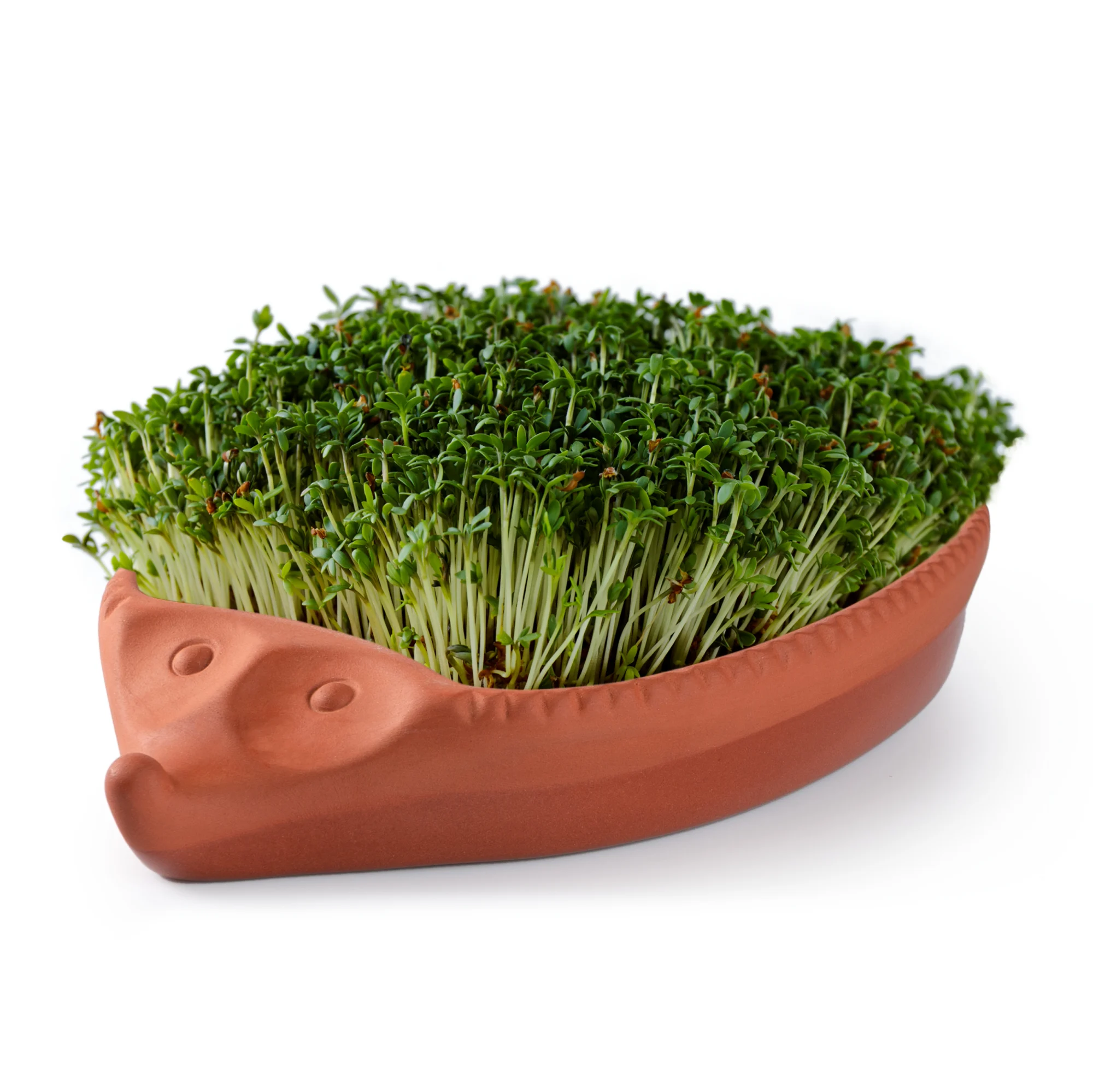 Römertopf Kresse-Igel aus Ton mit frischer Kresse bepflanzt Runder, brauner Tontopf in Igel-Form mit zwei kleinen schwarzen Augen und angedeuteter Schnauze; auf dem Rücken wächst dichte, grüne Kresse.