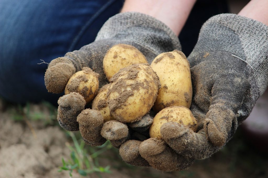 Hände in Gartenhandschuhen halten frisch geerntete, erdige Kartoffeln. Hintergrund verschwommen.